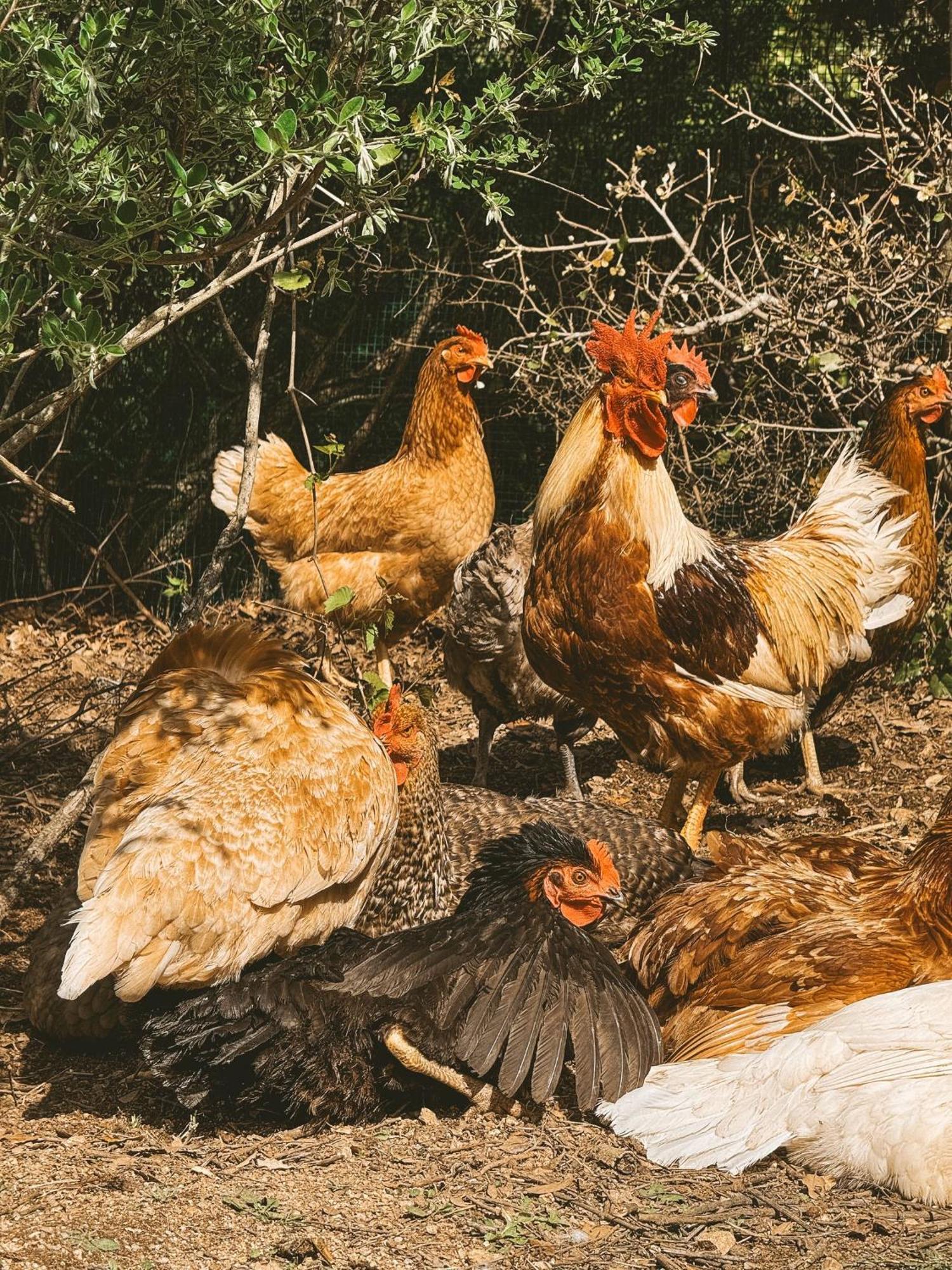 Agriturismo Il Muto Di Gallura Aggius Extérieur photo
