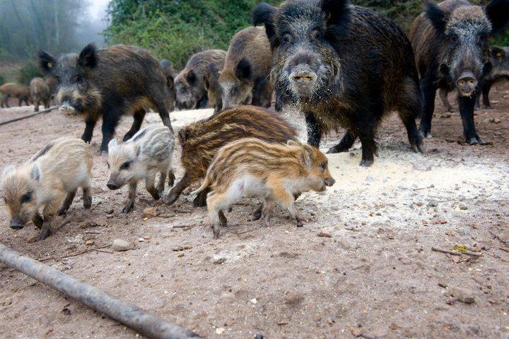 Agriturismo Il Muto Di Gallura Aggius Extérieur photo