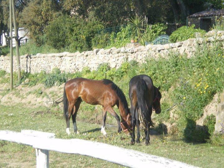 Agriturismo Il Muto Di Gallura Aggius Extérieur photo
